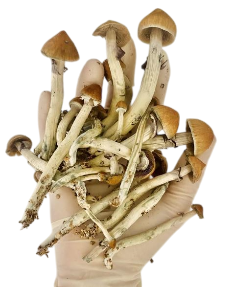 cultivo profesional