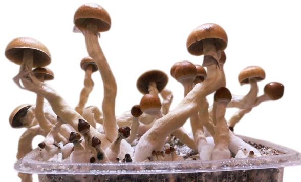 cultivo especializado