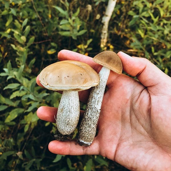 hongos de calidad