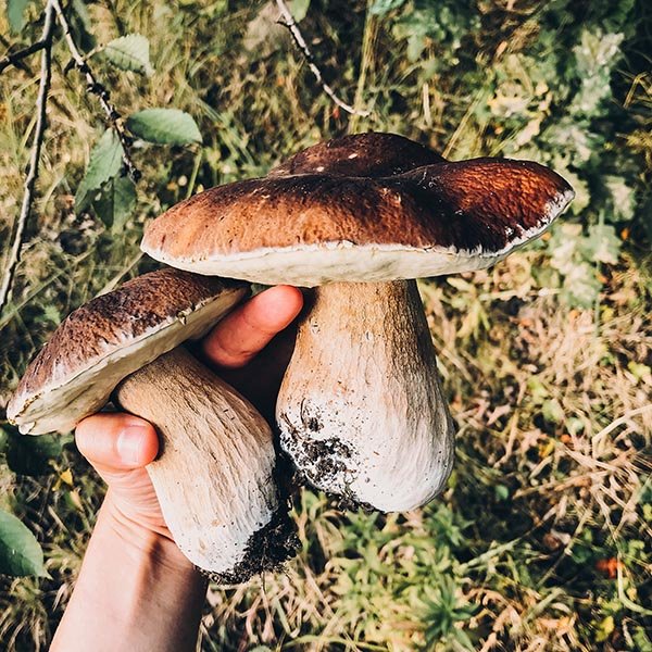 cultivo de hongos