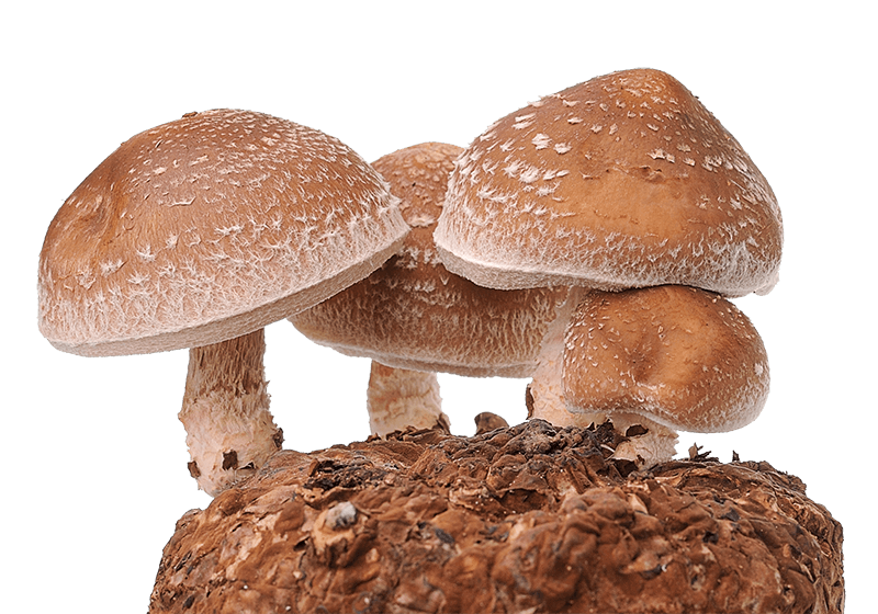 hongos de calidad